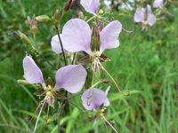 Aneilema hockii De Wild.