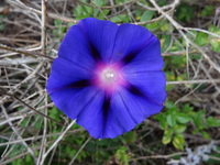 Ipomoea purpurea (L.) Lam.