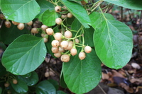 Cordia myxa L.