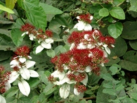 Combretum racemosum P.Beauv.