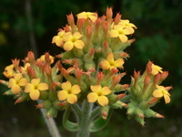 Kalanchoe lanceolata (Forssk.) Pers.