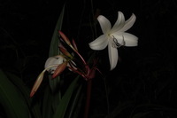 Crinum jagus (J.Thomps.) Dandy