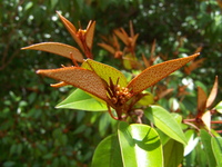Croton pseudopulchellus Pax