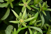 Cuviera longiflora Hiern