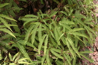 Dicranopteris linearis (Burm. f.) Underw.