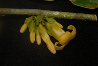 Diospyros bipindensis Gürke