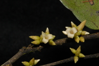 Diospyros ferrea (Willd.) Bakh.