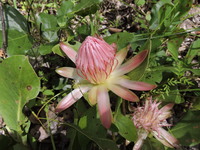 Protea angolensis Welw. var. roseola Chisumpa & Brummitt