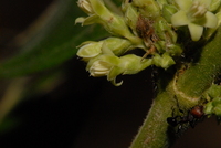 Empogona crepiniana (De Wild. & T. Durand) J. Tosh & Robbr.