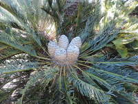 Encephalartos friderici-guilielmi Lehm.