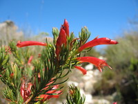 Erica abietina subsp. aurantiaca E.G.H. Oliv. & I.M. Oliv.
