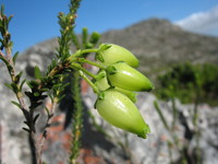 Erica urna-viridis Bolus