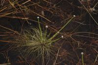 Eriocaulon setaceum L.