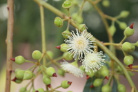 Eucalyptus camaldulensis  Dehnh.
