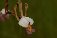 Eulophia caricifolia (Rchb. f.) Summerh.