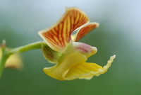 Eulophia juncifolia Summerh.