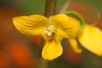 Eulophia speciosa (R.Br. ex Lindl.) Bolus