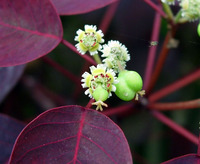 Euphorbia cotinifolia L.