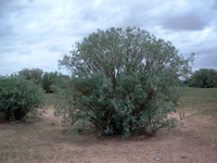 Euphorbia balsamifera Aiton