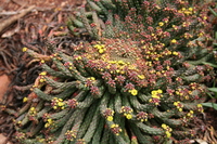 Euphorbia flanaganii N.E. Br.