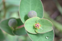 Euphorbia macrophylla Pax