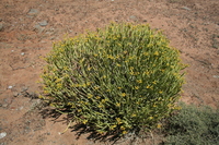 Euphorbia mauritanica L.