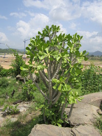 Euphorbia poissoni Pax