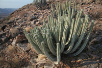 Euphorbia virosa Willd.