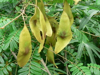 Dalbergia arbutifolia Baker