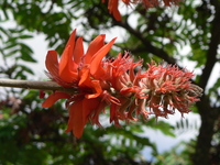 Erythrina abyssinica Lam. ex DC.