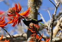 Erythrina caffra Thunb.