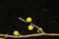 Ficus exasperata Vahl