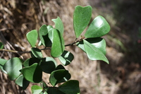 Ficus natalensis Hochst. subsp. leprieurii (Miq.) C.C.Berg