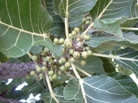 Ficus platyphylla Delile