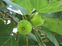 Ficus vallis-choudae Delile