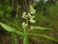 Flagellaria guineensis Schumach.