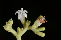 Gaertnera paniculata Benth.