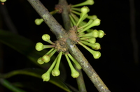 Garcinia smeathmannii (Planch. & Triana) Oliv.
