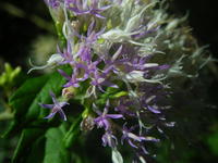 Gymnanthemum capense (A. Spreng.) J. C. Manning & Swelankomo