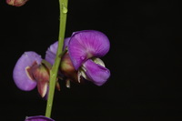 Haplormosia monophylla (Harms) Harms