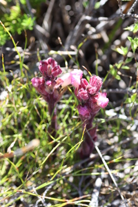 Harveya pauciflora (Benth.) Hiern