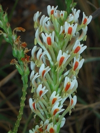 Hebenstretia angolensis Rolfe
