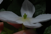 Heinsia crinita (Afzel.) G. Taylor