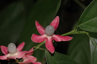 Heisteria parvifolia Sm.