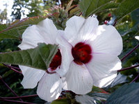 Hibiscus cannabinus L.