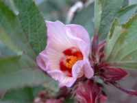 Hibiscus sabdariffa L.