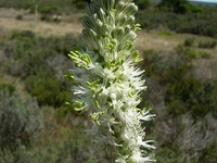 Drimia capensis (Burm. f.) Wijnands