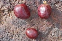 Hyphaene thebaica (L.) Mart.