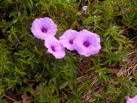 Ipomoea cairica (L.) Sweet