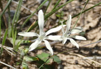 Babiana tubiflora (L. f.) Ker Gawl.